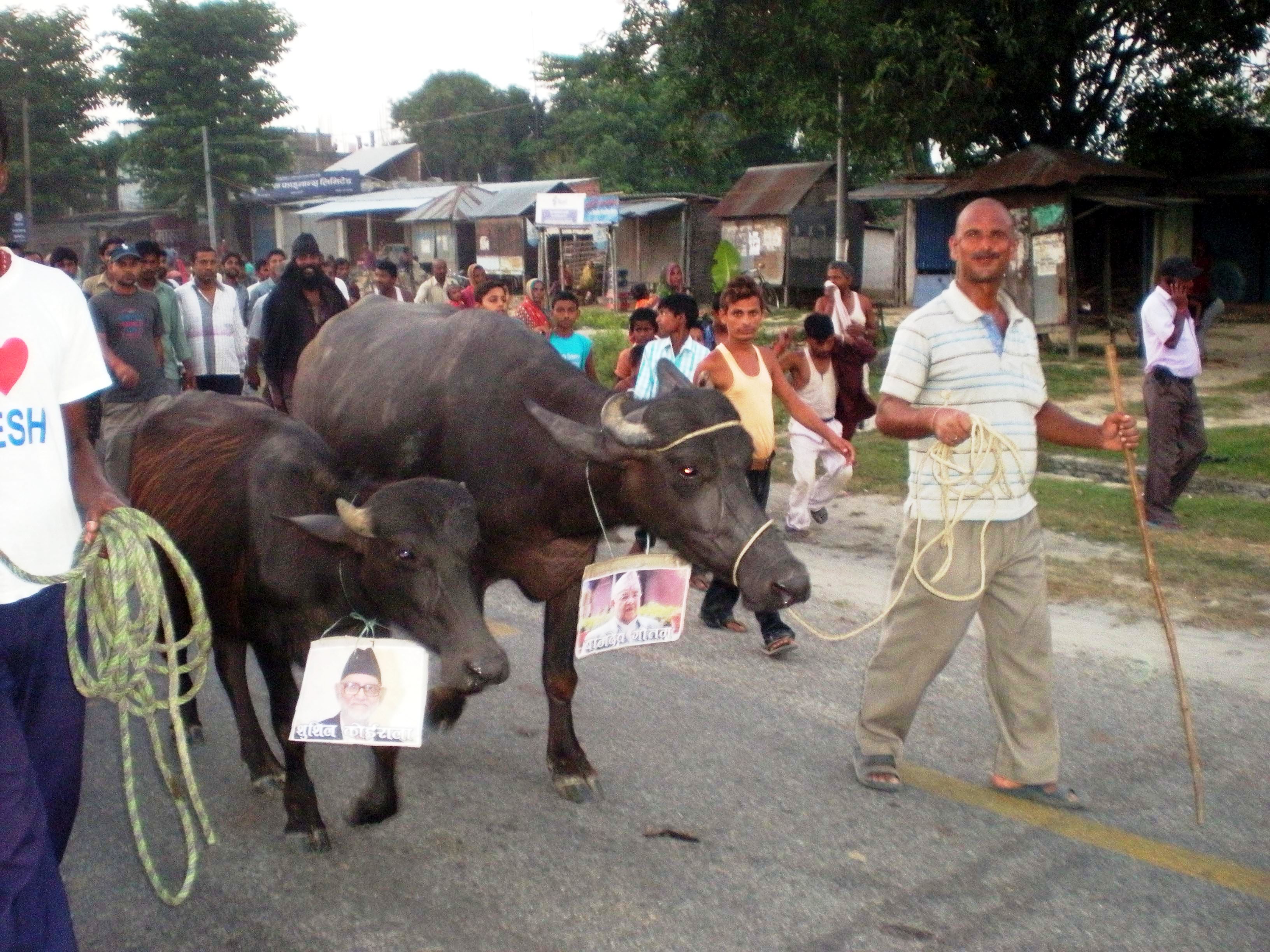 भारदहमा भैंसी जुलुस प्रदर्शन