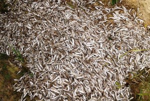 पोखरीमा विषादीः १५ लाखको माछा क्षति