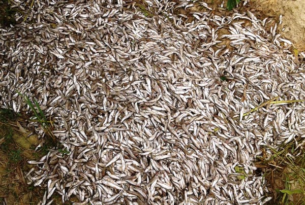 पोखरीमा विषादीः १५ लाखको माछा क्षति