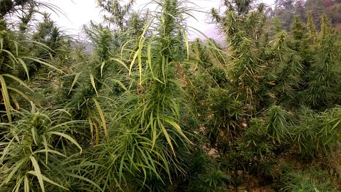 सिरहामा फस्टायो गाँजा खेती