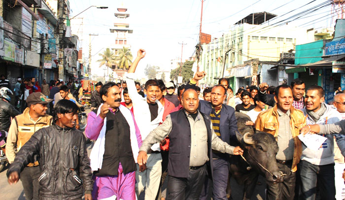‘भैंसके आगे बिन बजाए भैंस रहे पगुराई’