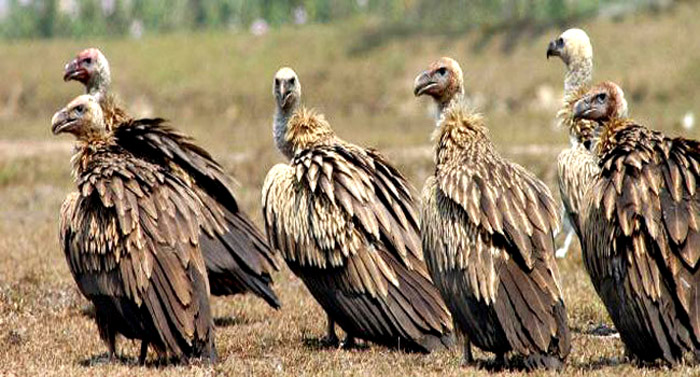 गिद्ध संरक्षण गर्न सप्तरी पशु डाइक्लोफेनेक मुक्त जिल्ला घोषणा