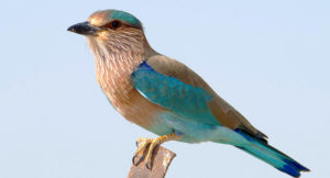 neelkanth