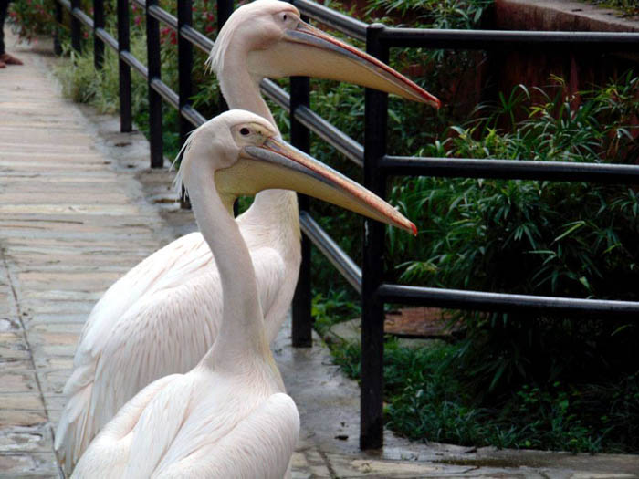 suresh-mukhiya-4