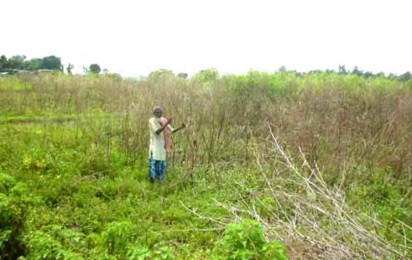 बाढीबाट लाखौंको रहर दाल खेती नष्ट