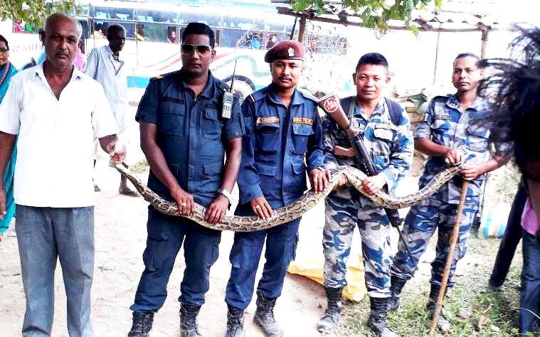 बाह्र किलोको अजिङ्गर फेला