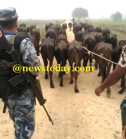 सप्तरीमा चोरी पैठारी गरी ल्याउँदै गरेको ४० वटा राँगा बरामद