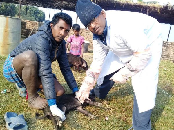 बंगुर फर्ममा फैलिएको अज्ञात रोगको संक्रमण अझै नियन्त्रण भएन