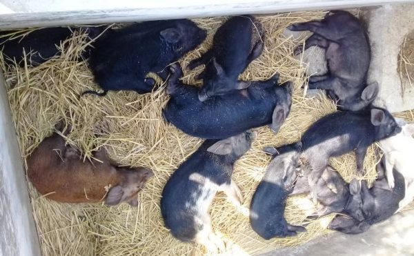 तेरहौताको बंगुर फार्ममा अज्ञात रोग, रोकिएन बंगुर मर्ने क्रम
