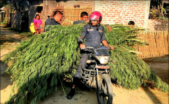 प्रहरीद्वारा गाँजा बोट नष्ट