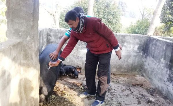 रुपनी गाउँपालिकाद्वारा बंगुरमा निःशुल्क भ्याक्सिन