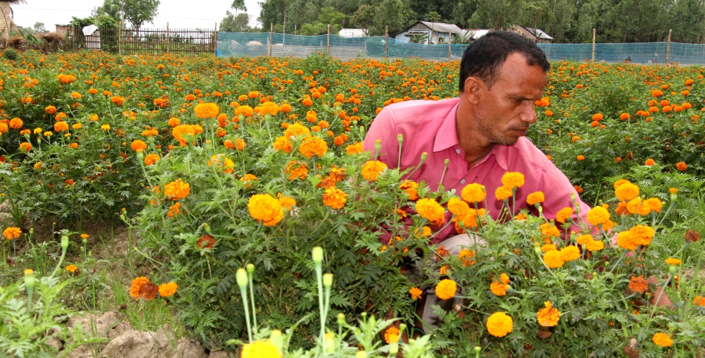 लकडाउनको मारमा सयपत्री फूल खेती