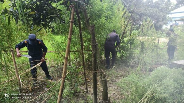 भगनीमा प्रहरीद्वारा ३ सय गाँजाका वोट नष्ट