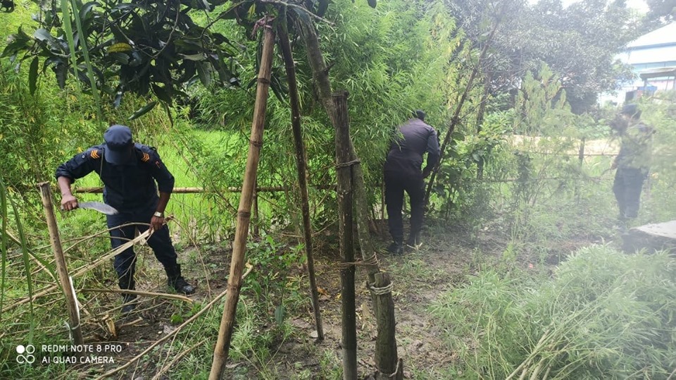 भगनीमा प्रहरीद्वारा ३ सय गाँजाका वोट नष्ट