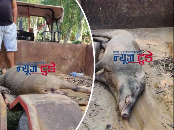 रुपनीमा भेटियो मृत बँदेल