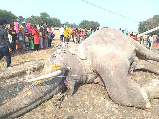 करेन्ट लागेर हात्तीको मृत्यू