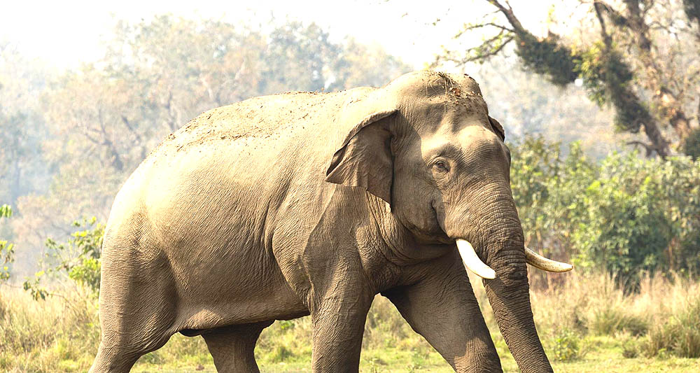 उत्तरी–पूर्वी ग्रामीण भेगमा हात्ती आतंक