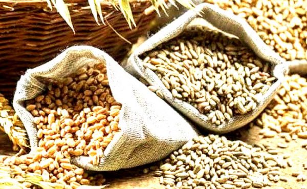 गेहुँ बिऊको अभावमा भौतारिंदै किसान