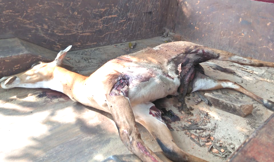 कठौनामा जंगली हरिण मृत अबस्थामा भेटियो