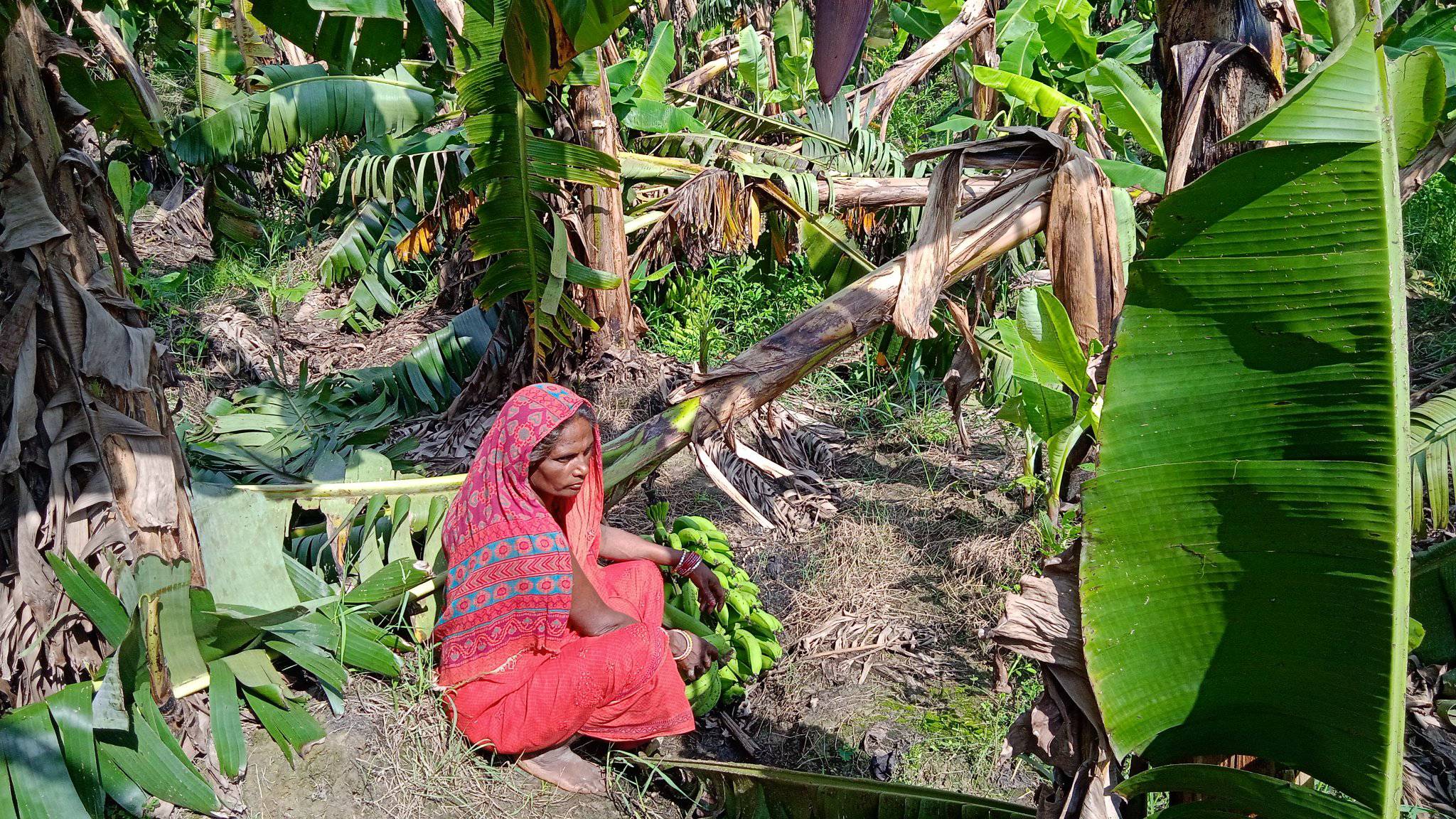 केरा खेतीमा क्षति पुगेपछि किसान चिन्तित 