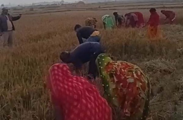 मिटरव्याजी पीडितले काटे साहुले कब्जा गरेको खेतको धान 