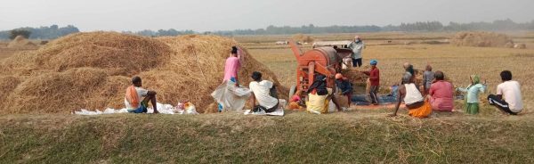 धान खेतमै थ्रेसर र व्यापारी पुगेपछि किसानहरु खुशी