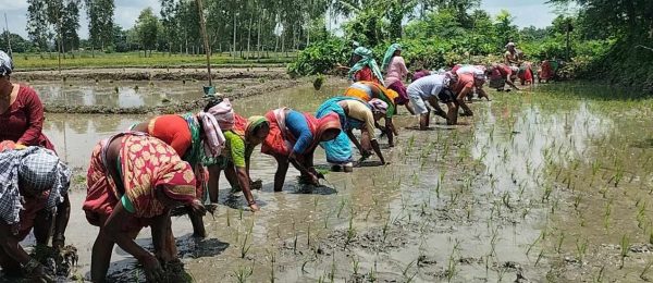 भिमारमा मनाइयो २१ औं राष्ट्रिय धान दिवस