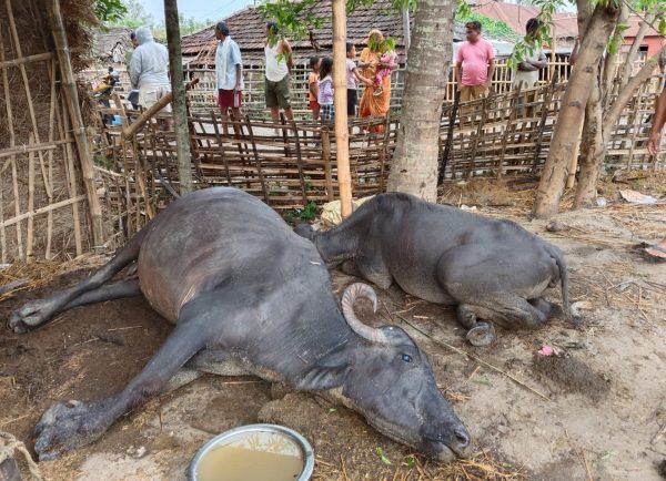 भुर्कीमा चट्याङ लागेर दुईवटा भैंसी ठहरै