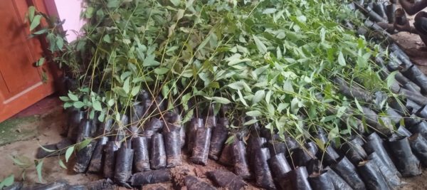 लौनियाँमा निशुल्क विरुवा वितरण