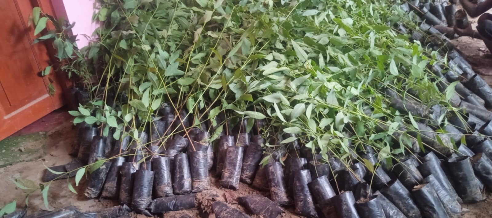 लौनियाँमा निशुल्क विरुवा वितरण