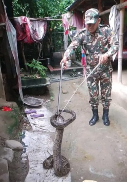 कञ्चनरूपको बरमझियामा भेटियो अजिङ्गर 