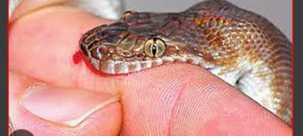 खडक नगरपालिकामा सर्पदंशबाट एक बृद्वाको मृत्यु 