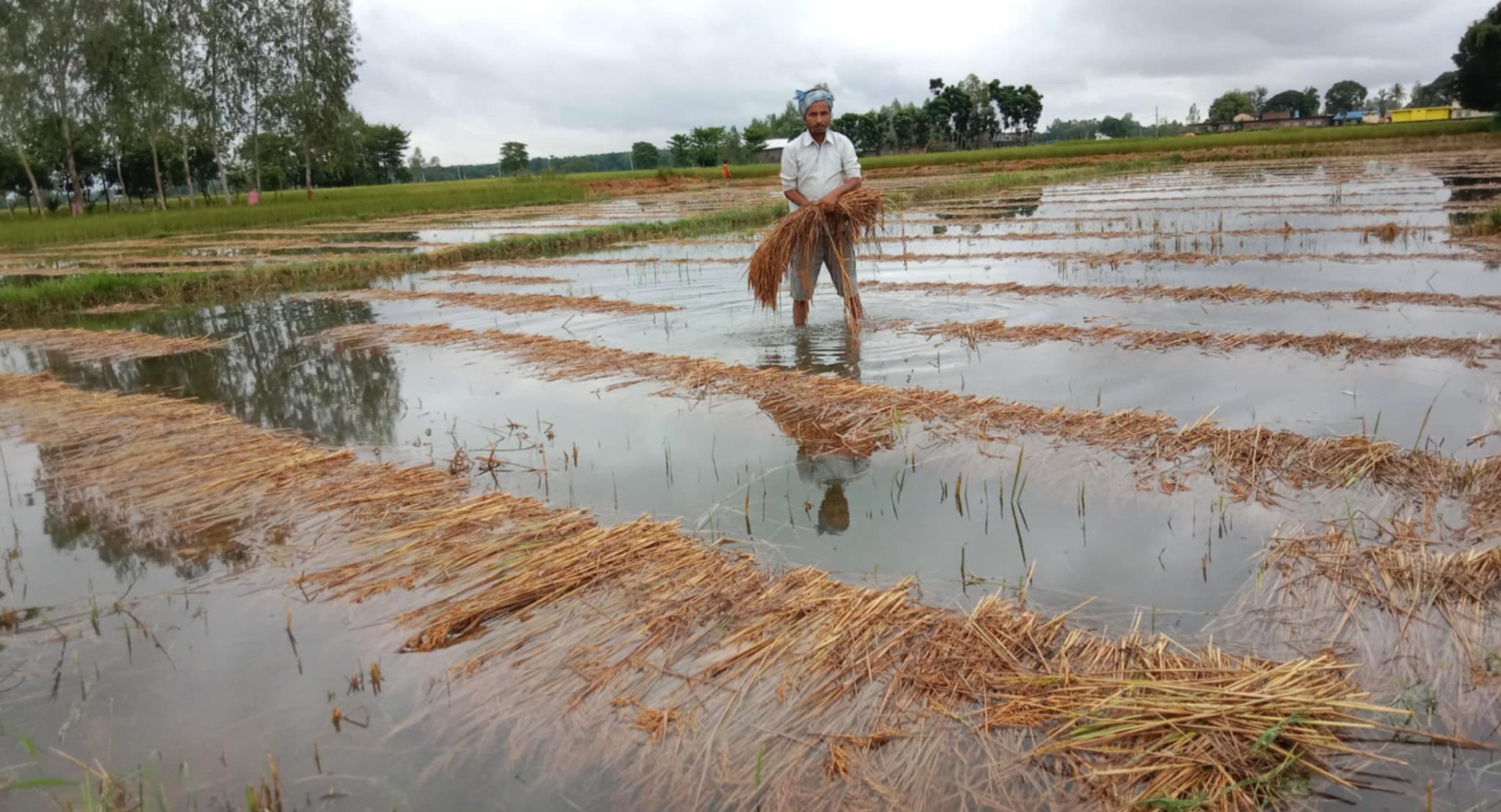 तीन दिनकाे निरन्तर वर्षाले पाकेको धानवालीमा ठूलो क्षति 