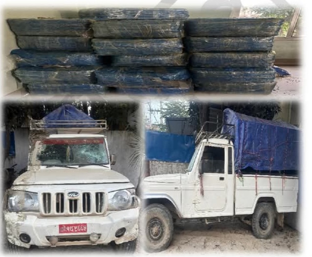 सप्तरी प्रहरीद्वारा ८ क्युन्टल ३२ किलो गाँजासहित १ जना पक्राउ