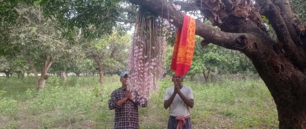 रुपनगरको दुर्लभ सुनाखरी फूल हेर्नेको ब्ढ्दो आकर्षण