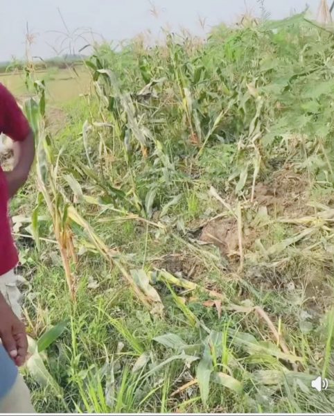 सप्तकोसीमा जंगली हात्तीको वितण्डा, बालीनाली क्षति 